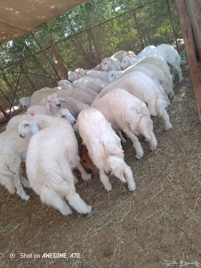 طليان حري من الطايف نظيف مقفل شحم اضاحي 2