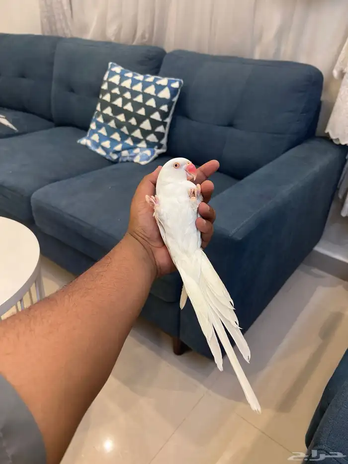 دره البينو عيون حمرا مجنونه كلام ومجنونه ولافه وهدد تم البيع 3