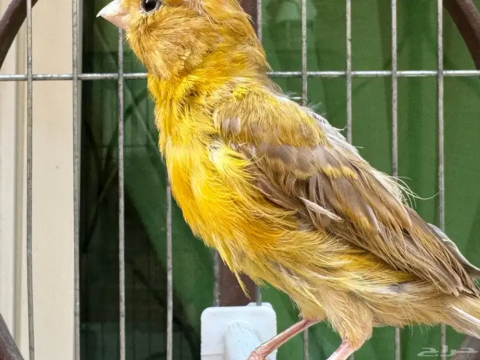 انثى كناري ماء ورد سورية صافية جاهزة. تم البيع 3