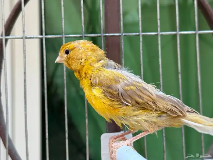 انثى كناري ماء ورد سورية صافية جاهزة. تم البيع 0