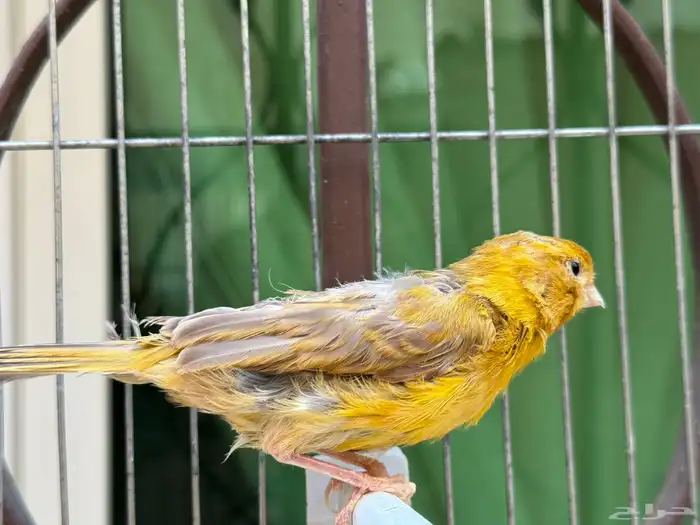 انثى كناري ماء ورد سورية صافية جاهزة. تم البيع 2