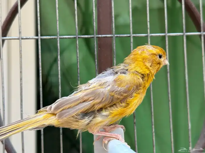 انثى كناري ماء ورد سورية صافية جاهزة. تم البيع 1