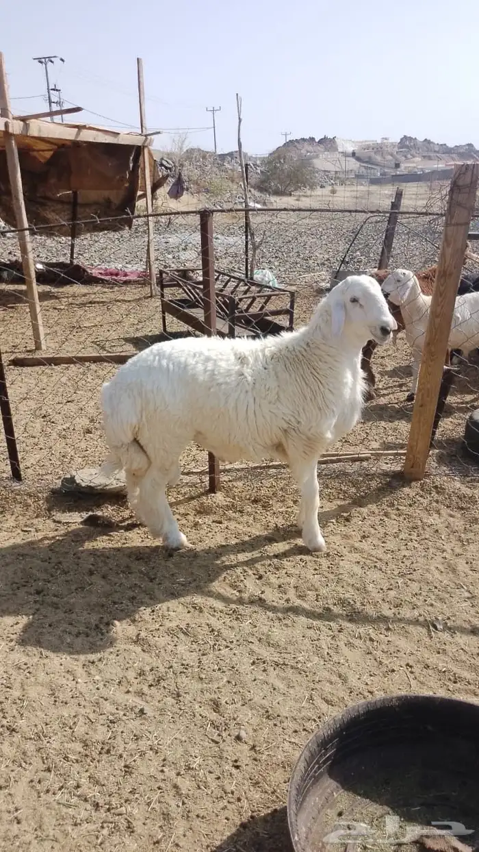 تيوس جنوبيه محايليه بيشي 3