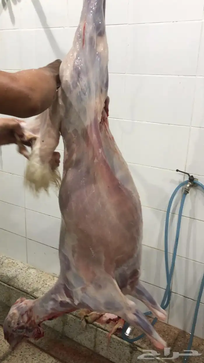 طليان حري شحم ولحم نظيف جدا 9