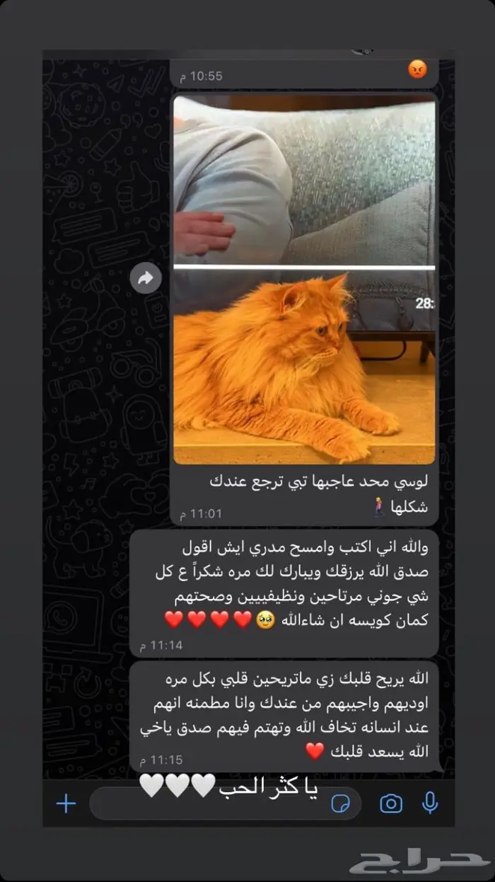 فندقة قطط ابها وخميس مشيط المنزلية تستقبل قططكم بكل ح ب 7