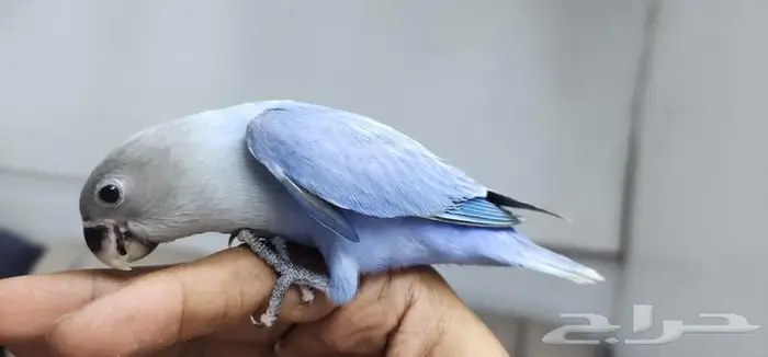 هدد روز و اليف 0