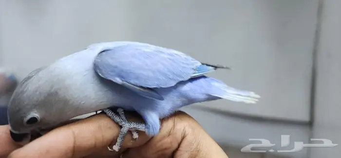 هدد روز و اليف 2