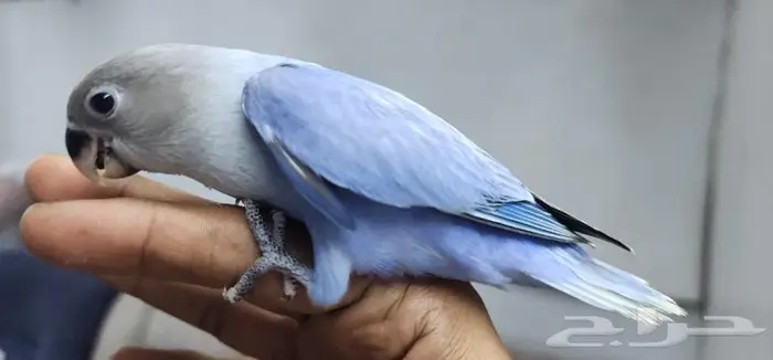 هدد روز و اليف 5