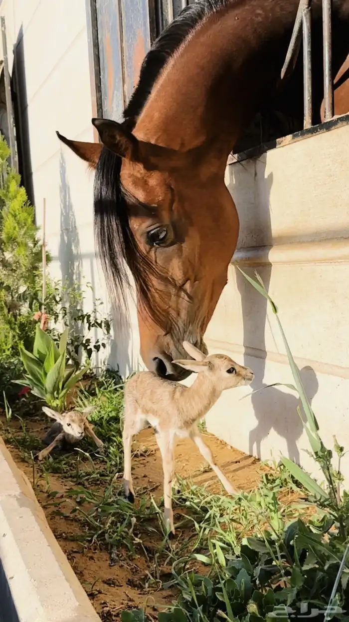 مربط الفهد بالقريات 3