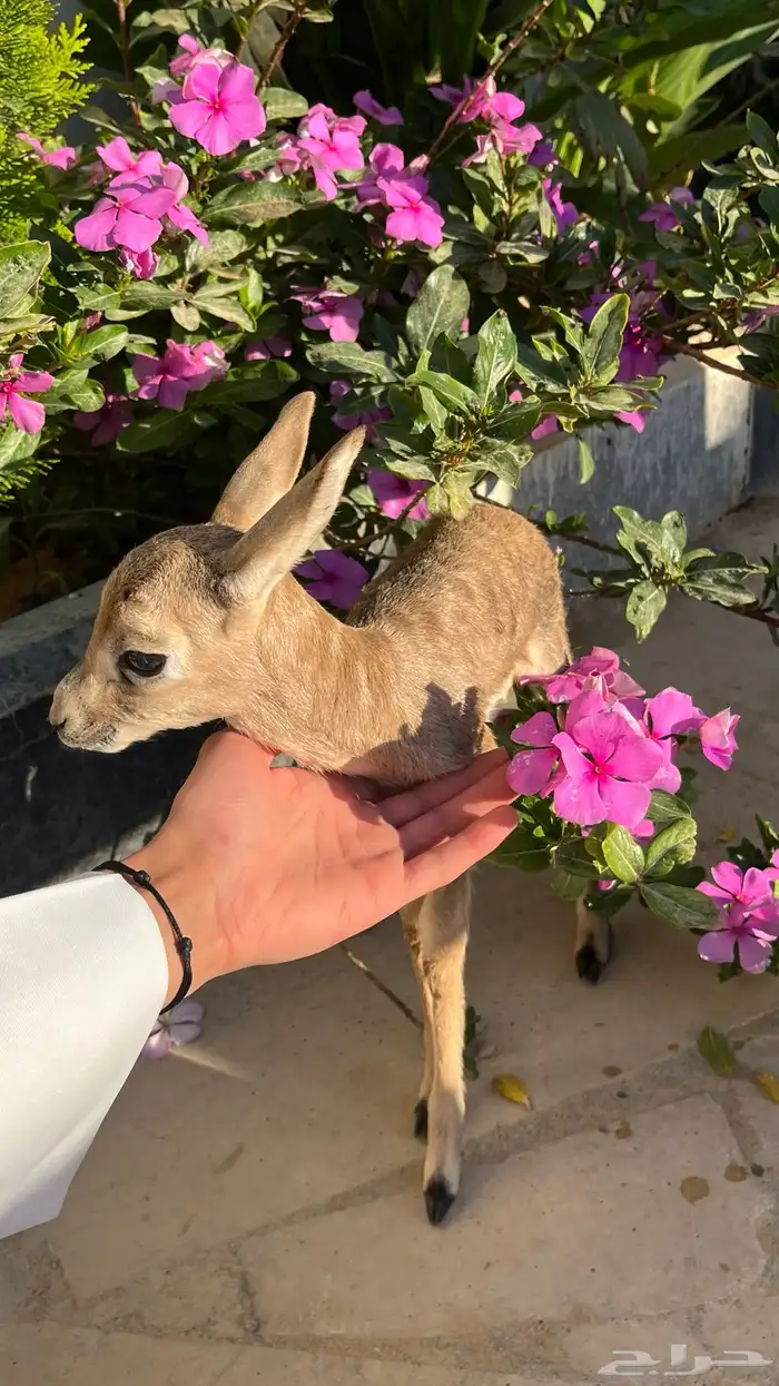 مربط الفهد بالقريات 4
