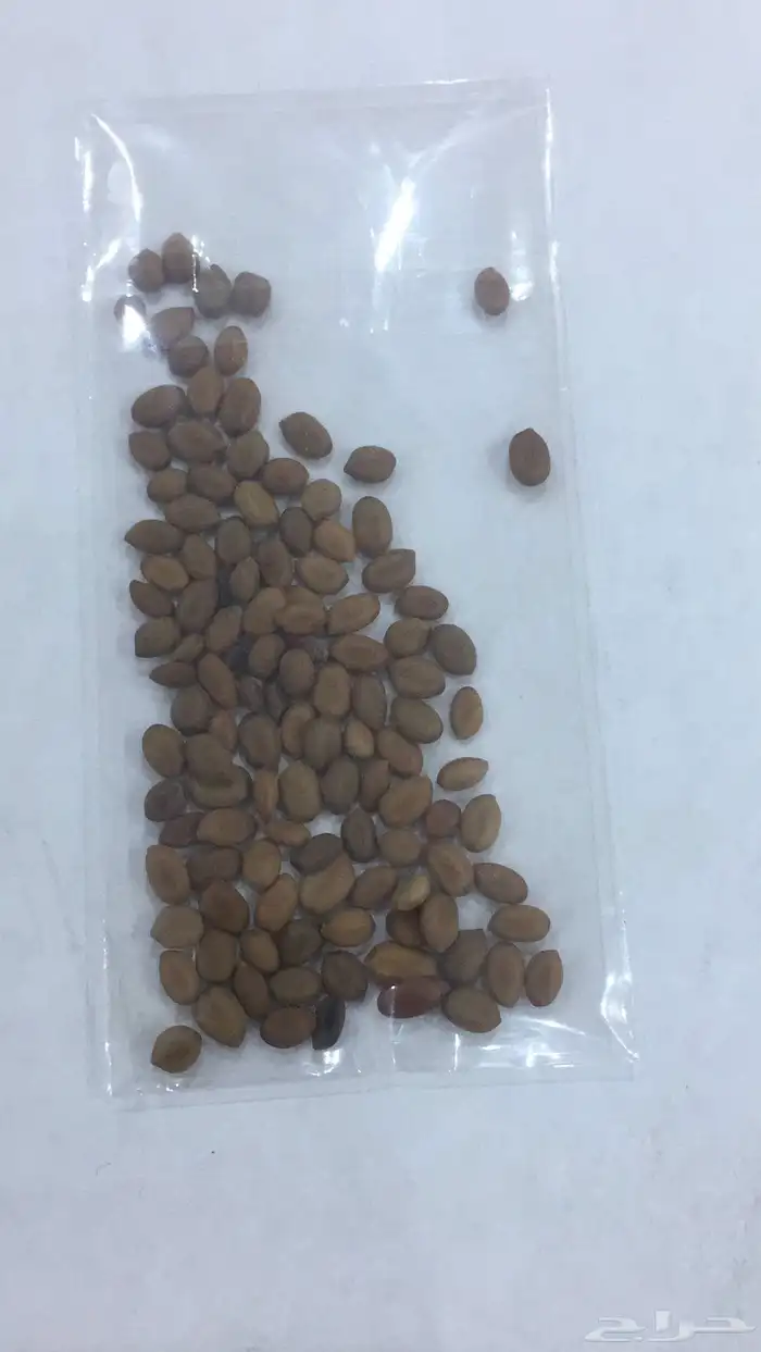بذور الغاف الخليجي 2
