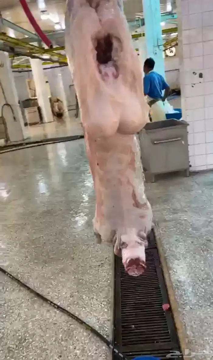 ذبائح بلدي 0