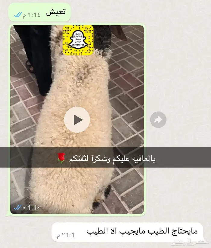 ذبايح النجم بحفر الباطن 0