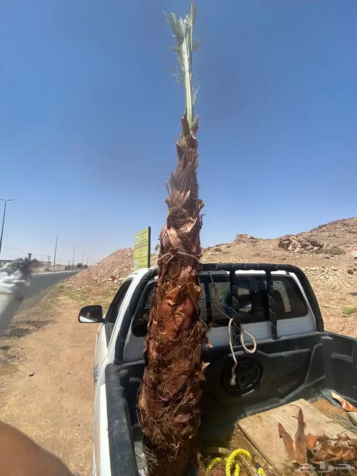 نخل وشنطني زينه 3