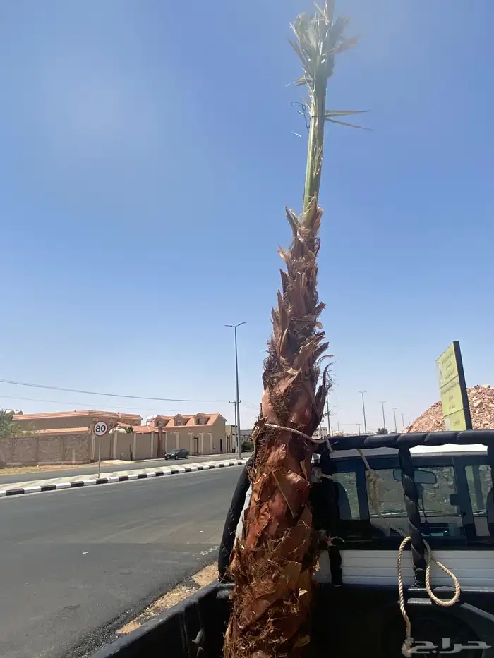 نخل وشنطني زينه 0