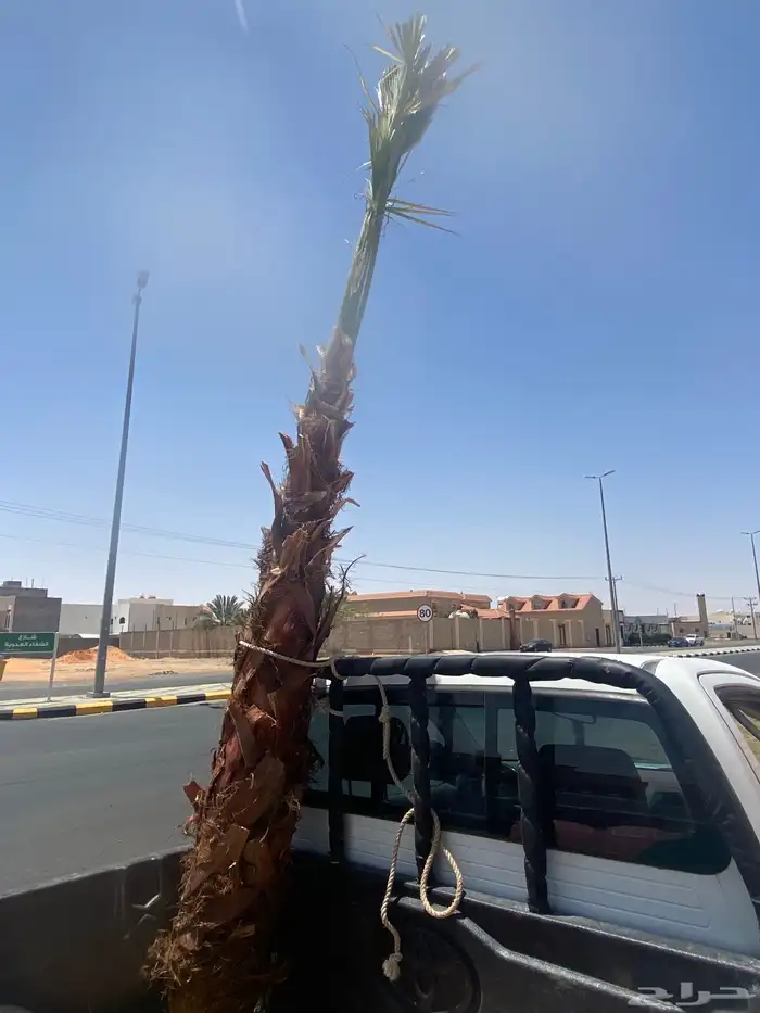 نخل وشنطني زينه 2