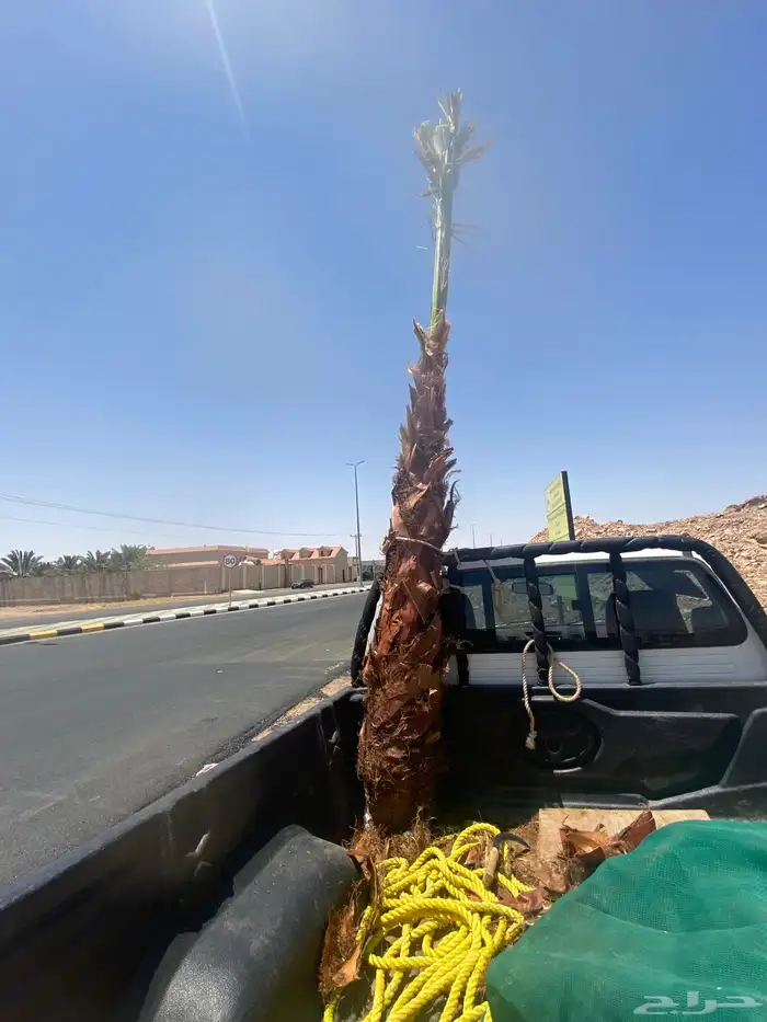 نخل وشنطني زينه 1