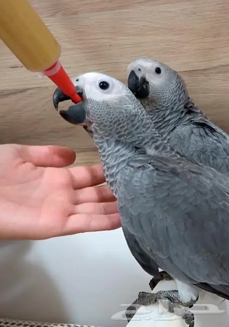 أبرة غر سيريلاك سيرلاك سيتاكوس psittacus red soft tube 0