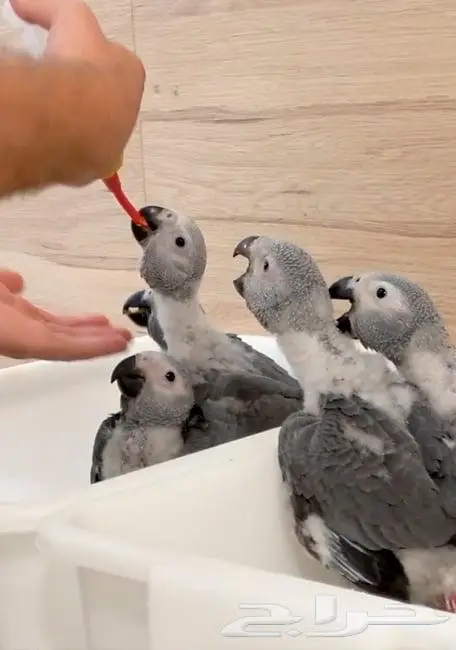 أبرة غر سيريلاك سيرلاك سيتاكوس psittacus red soft tube 4