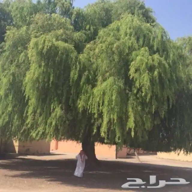 بذور الغاف الخليجي 0