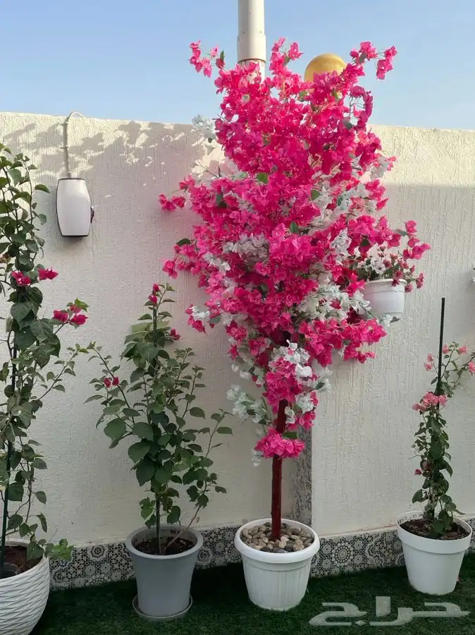 شجر زينه صناعي بجذع طبيعي تفصيل 0