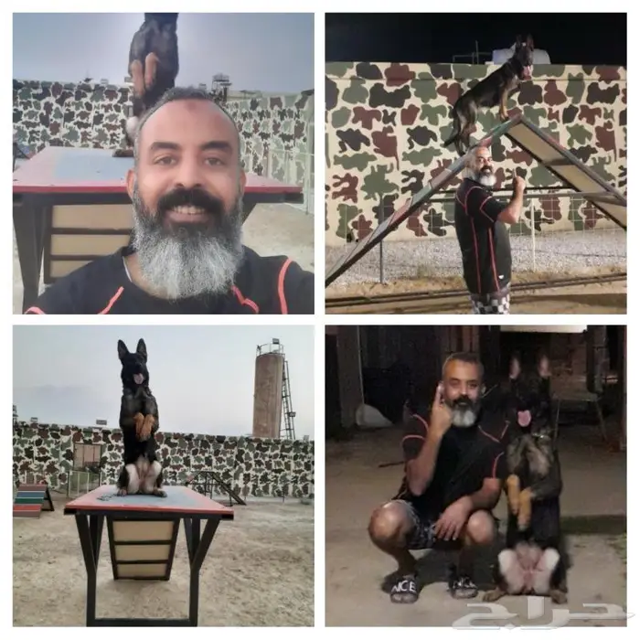 تدريب جميع انواع الكلاب وتعديل سلوك 4