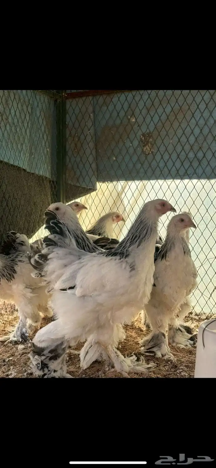 للبيع فروخ براهما كولمبي كونك 1