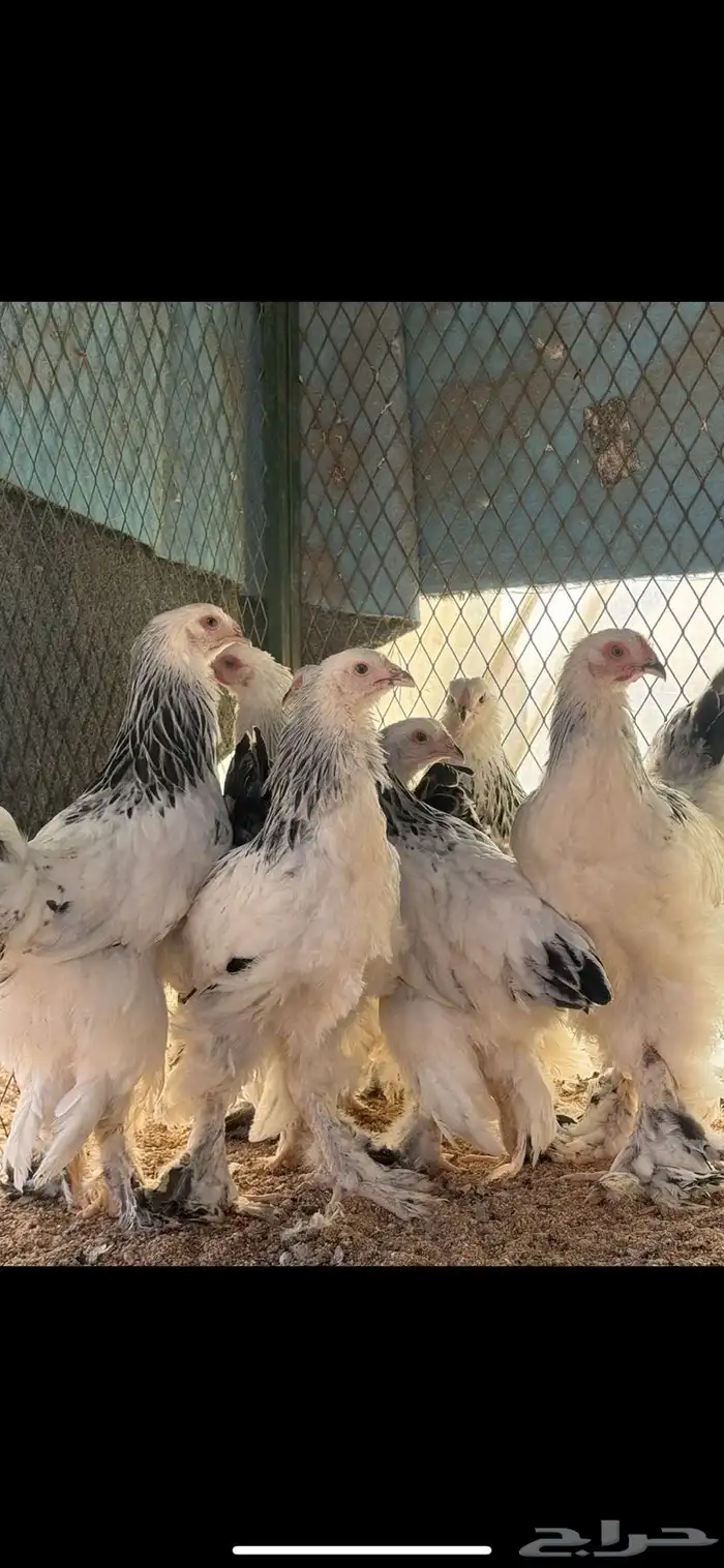 للبيع فروخ براهما كولمبي كونك 3