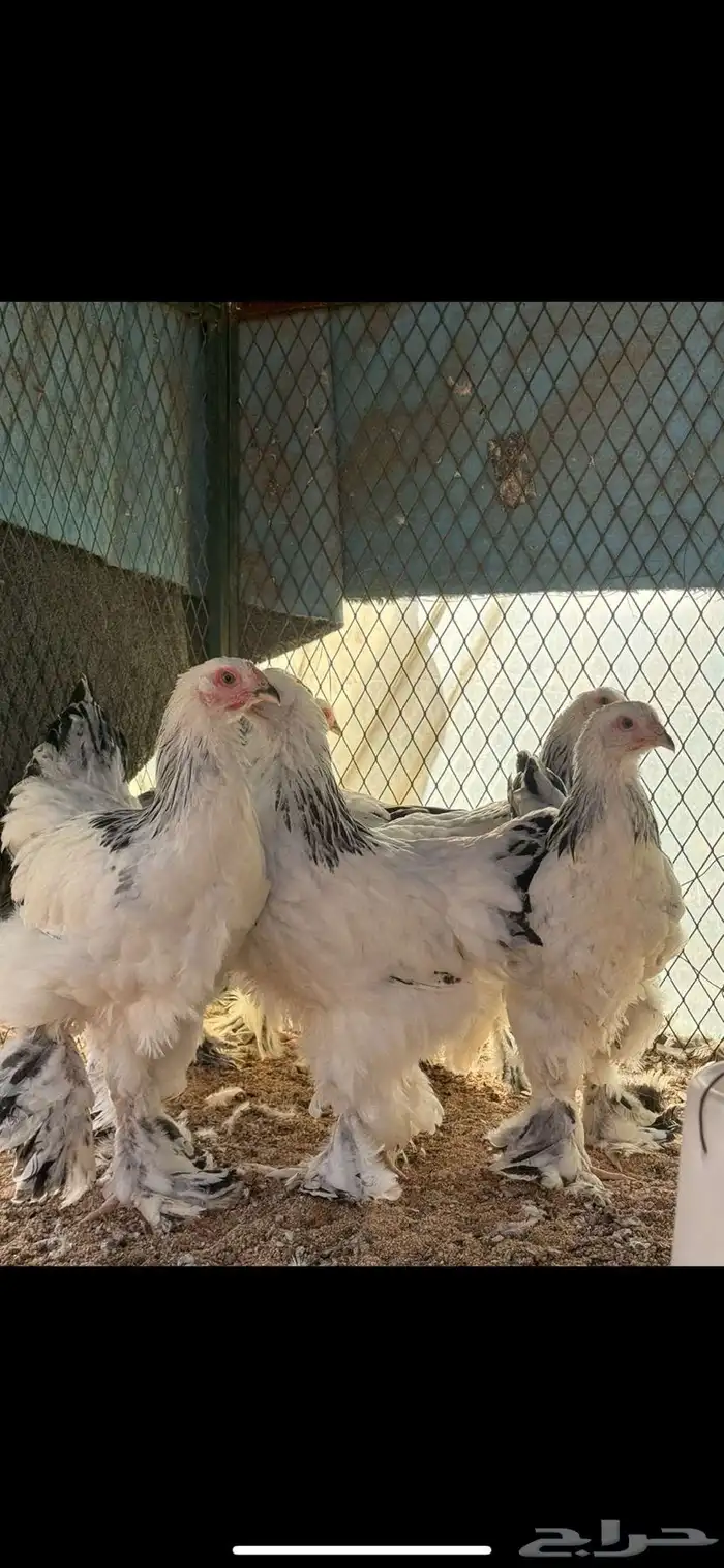 للبيع فروخ براهما كولمبي كونك 2