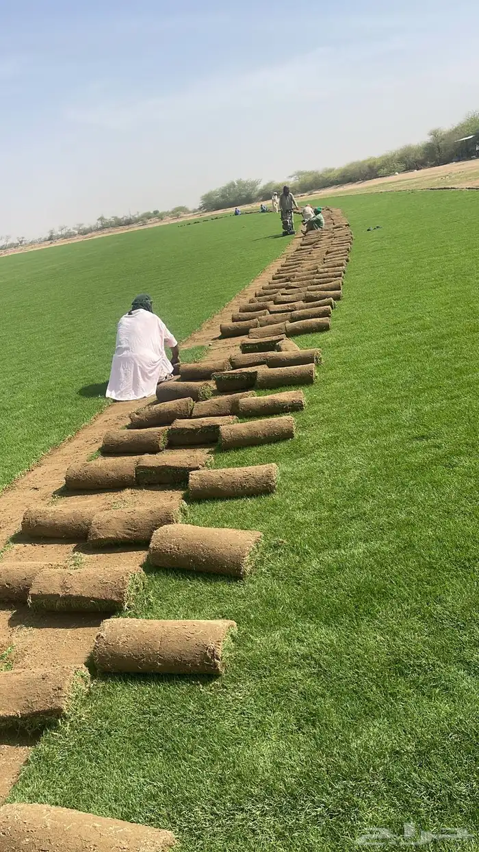 نجيل طبيعي 0
