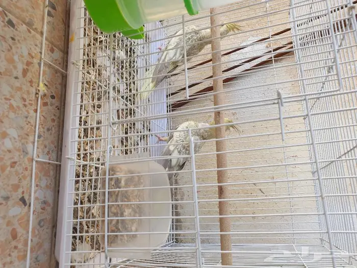 الكروان تم البيع 4