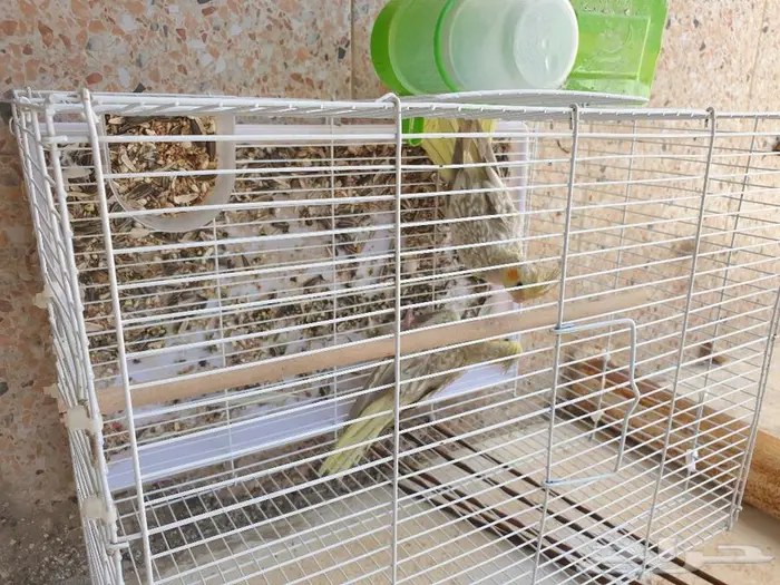 الكروان تم البيع 5