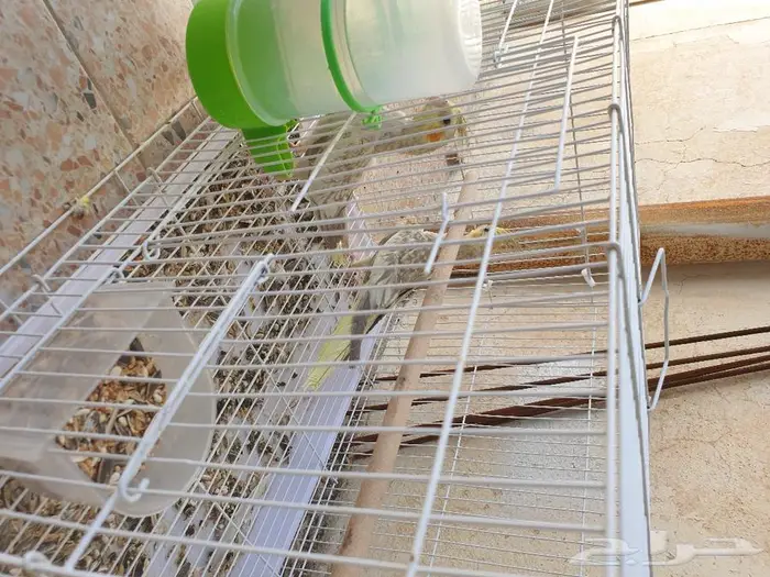 الكروان تم البيع 6