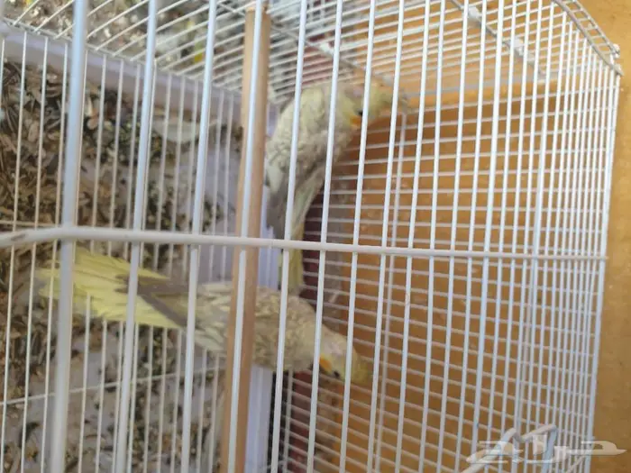 الكروان تم البيع 0