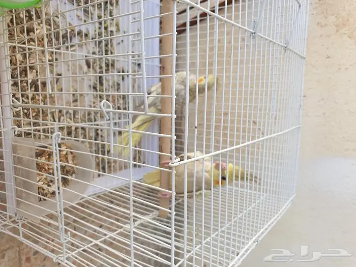 الكروان تم البيع 1