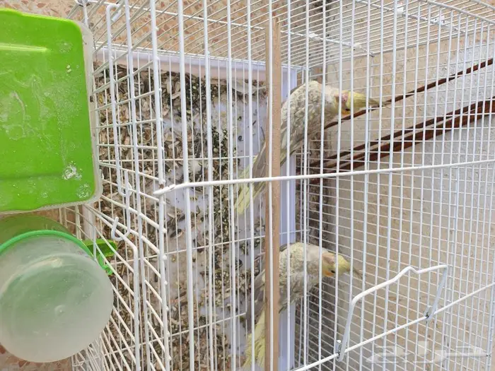 الكروان تم البيع 2