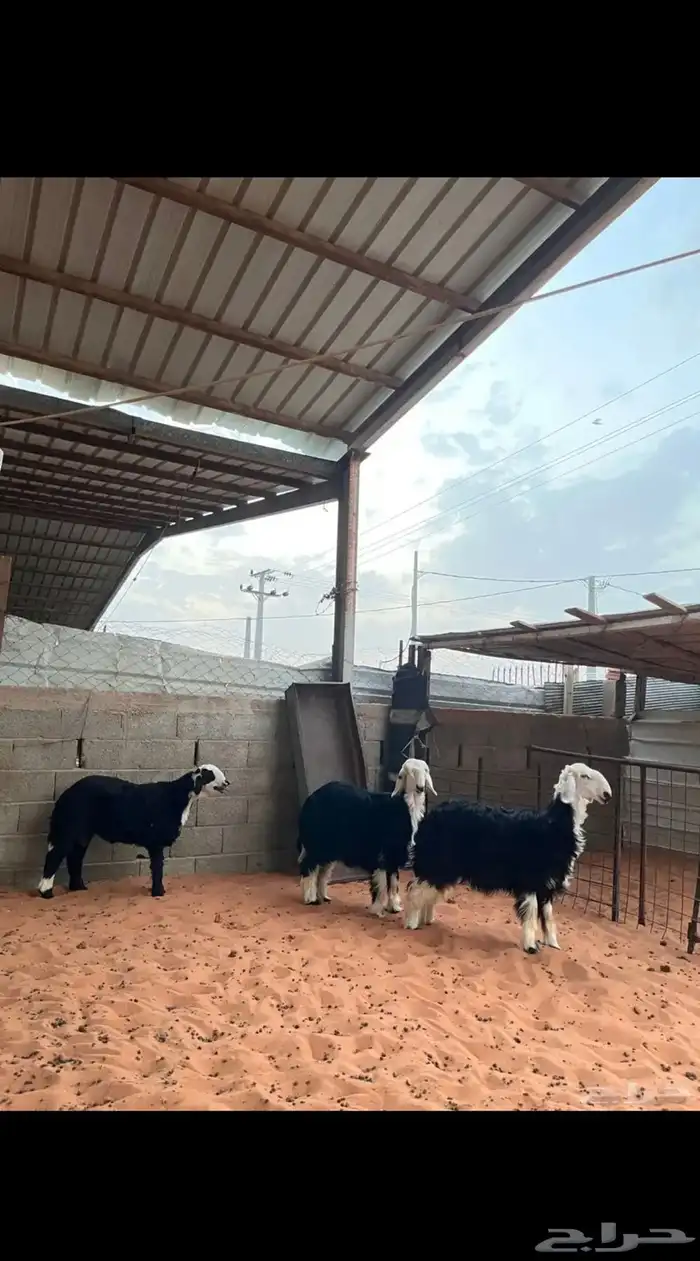 نجد للبيع 5