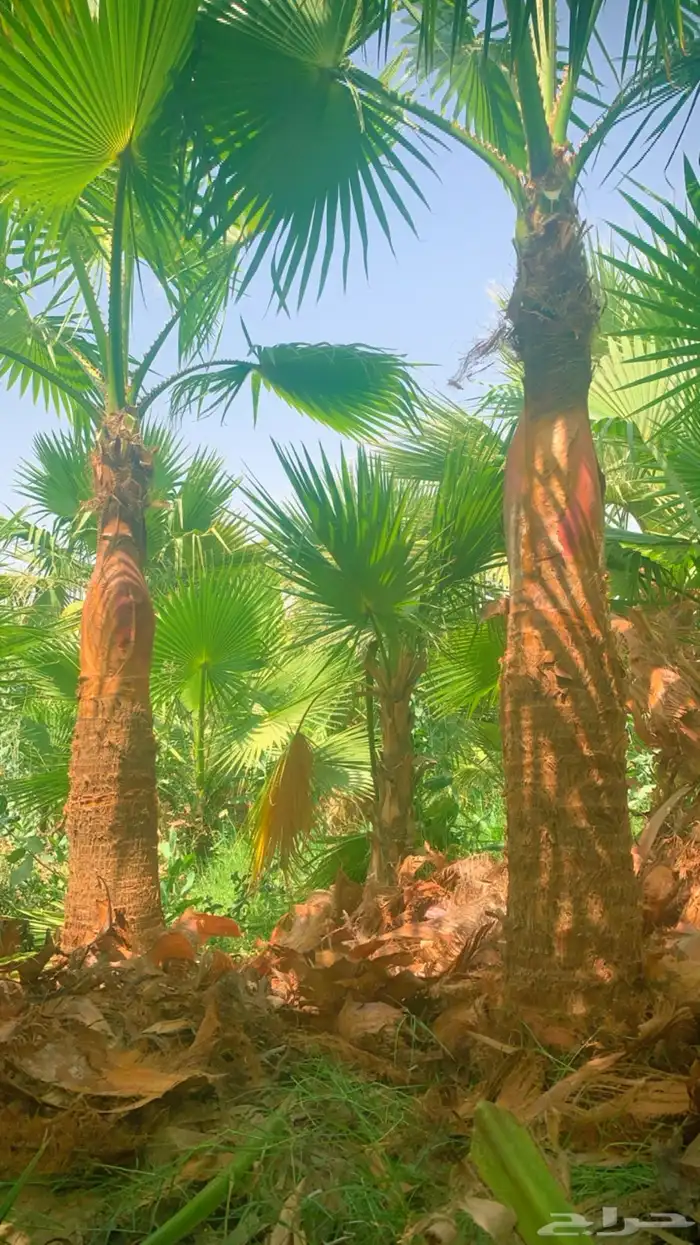 نخل واشنطنيا زينه للبيع 6