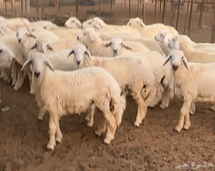 طليان حري فاخر من الاخر لحد بيتك 3