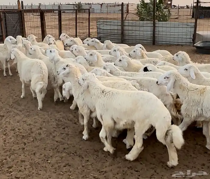 طليان حري فاخر من الاخر لحد بيتك 1