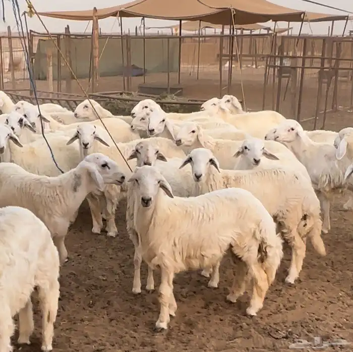 طليان حري فاخر من الاخر لحد بيتك 0