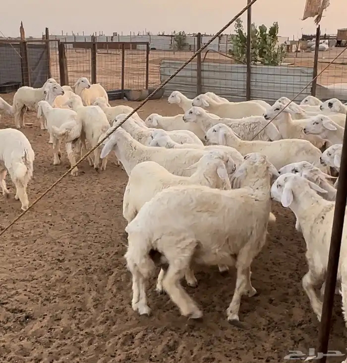طليان حري فاخر من الاخر لحد بيتك 2