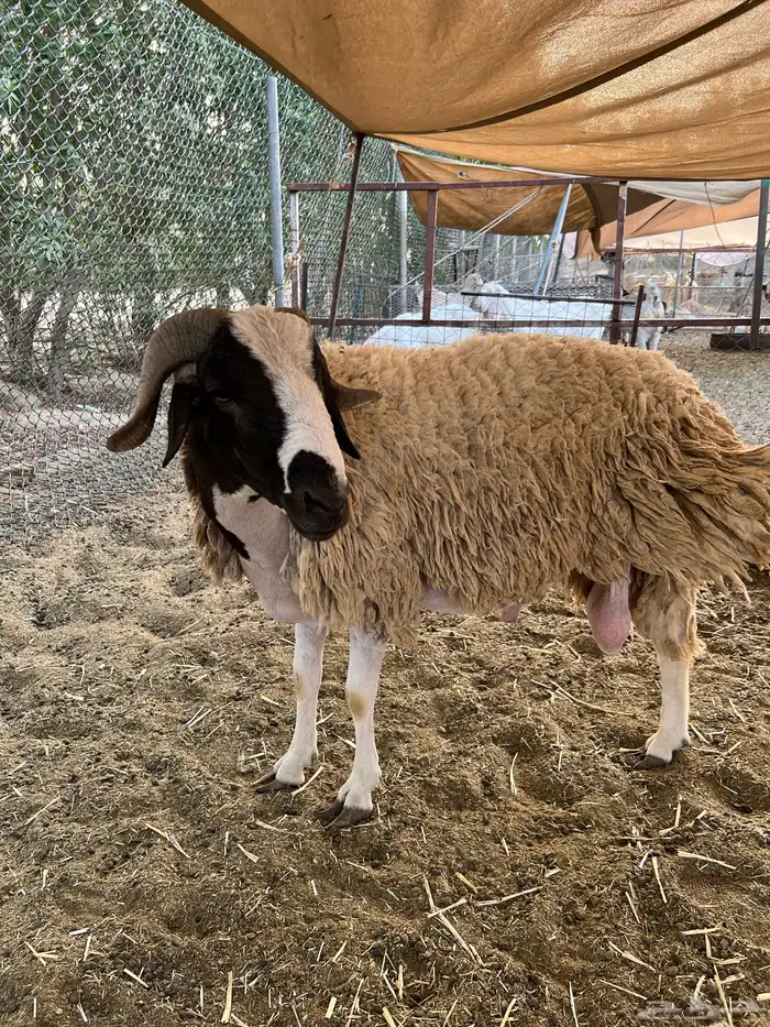 الصردي المغربي والقبرصي 6