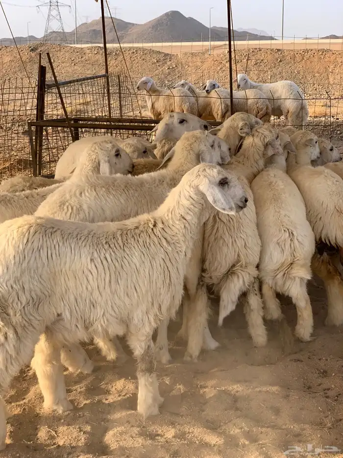 ذبايح حري ذبائح ثلاجه مخيمات مناسبات يوجد توصيل 4