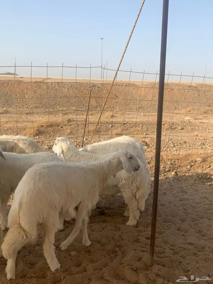 ذبايح حري ذبائح ثلاجه مخيمات مناسبات يوجد توصيل 2