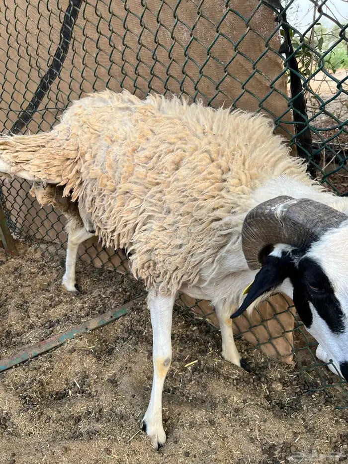 الصردي المغربي والقبرصي 3