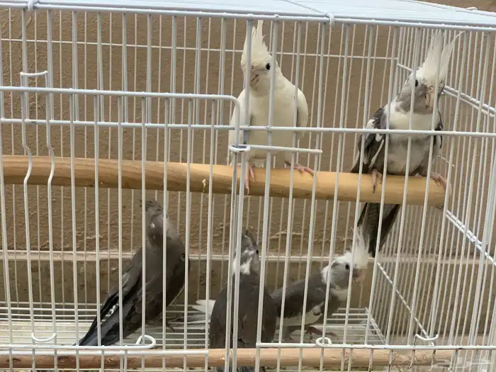 زوج كروان مع فروخه 0