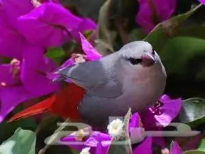 زوج الخزامي فنش(تم البيع) 0