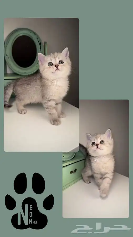 قطط سكوتش فولد كيتن قطوه قطه قطط تابي قطط تمارا قطط اقساط 3