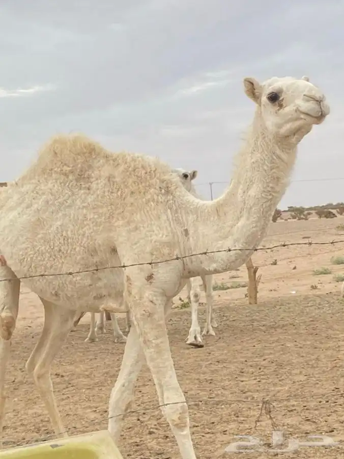بكره لحالها 1